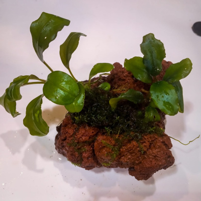 Буцефаландра ассорти М, на лаве